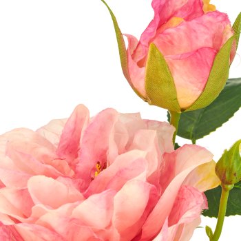 Rose x1, 26cm, rosa, im schwarzen Kunststofftopf 8x8x7cm