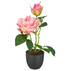 Rose x1, 26cm, rosa, im schwarzen Kunststofftopf 8x8x7cm
