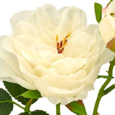 Rose x1, 26cm, weiß, im schwarzen Kunststofftopf 8x8x7cm