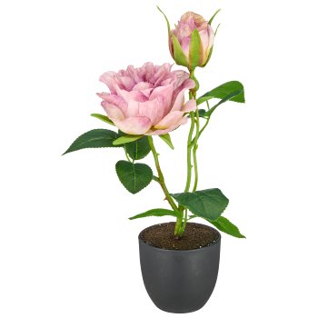 Rose x1, 26cm, helllila, im schwarzen Kunststofftopf 8x8x7cm