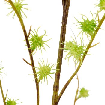 Echinaria, 1/Poly, 118cm, green