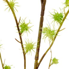 Echinaria, 1/Poly, 118cm, green