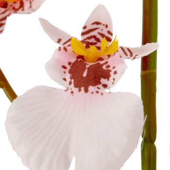 Oncydie, 115cm, rosa