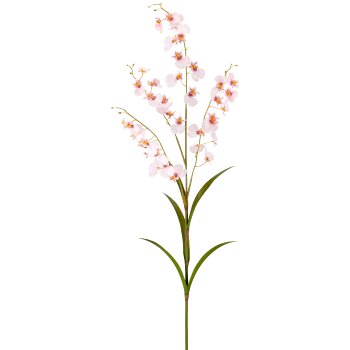 Oncydie, 115cm, rosa