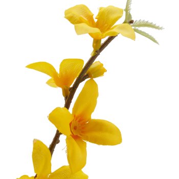 Forsythia, 77cm, yellow