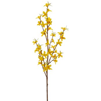Forsythia, 77cm, yellow