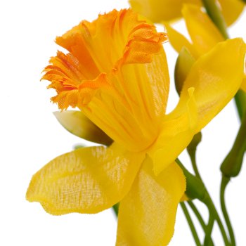 Daffodil, 40cm, gelb, in black plastic pot 9.5x9.5x9cm