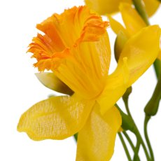Daffodil, 40cm, gelb, in black plastic pot 9.5x9.5x9cm