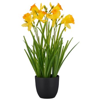 Daffodil, 40cm, gelb, in black plastic pot 9.5x9.5x9cm