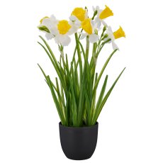Daffodil, 40cm, weiß, in black plastic pot 9.5x9.5x9cm