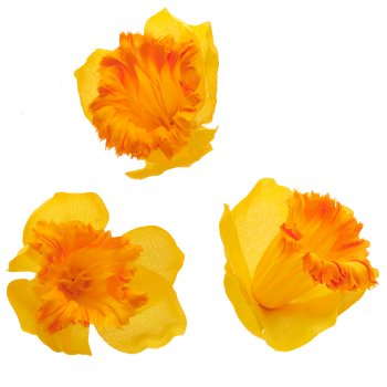 Daffodil litter 24/poly, yellow