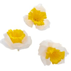 Daffodil litter 24/poly, white