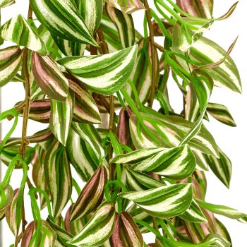 Tradescantie, 105cm, green