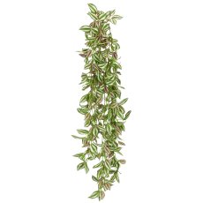 Tradescantie, 105cm, grün