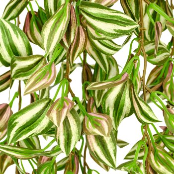 Tradescantie, 206cm, grün