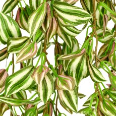 Tradescantie, 206cm, grün