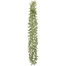 Tradescantie, 206cm, grün