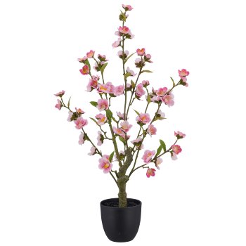 Cherry blossom, 64cm, rosa, in black plastic pot 11.5x11.5x10.5cm