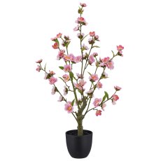 Kirschblüte, 64cm, rosa, im schwarzen Kunststofftopf 11,5x11,5x10,5cm