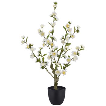 Kirschblüte, 64cm, weiß, im schwarzen Kunststofftopf 11,5x11,5x10,5cm