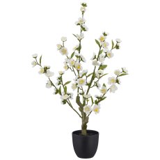 Kirschblüte, 64cm, weiß, im schwarzen Kunststofftopf 11,5x11,5x10,5cm