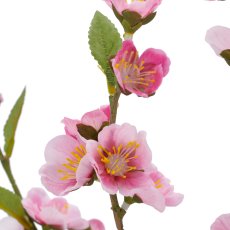 Kirschblüte, 77cm, rosa, im schwarzen Kunststofftopf 16x16x15cm