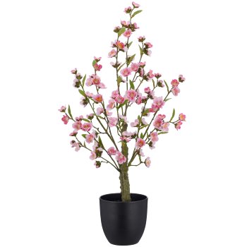 Kirschblüte, 77cm, rosa, im schwarzen Kunststofftopf 16x16x15cm