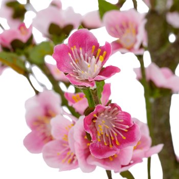 Kirschblüte, 105cm, rosa, im schwarzen Kunststofftopf 18x18x16,5cm