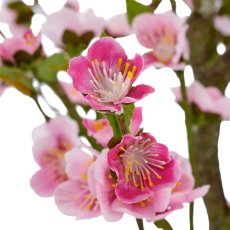 Kirschblüte, 105cm, rosa, im schwarzen Kunststofftopf 18x18x16,5cm