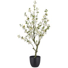 Kirschblüte, 105cm, weiß, im schwarzen Kunststofftopf 18x18x16,5cm