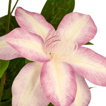 Clematis, 98cm, helllila, im beigen Kunststofftopf 18x18x18cm