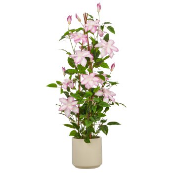 Clematis, 98cm, helllila, im beigen Kunststofftopf 18x18x18cm