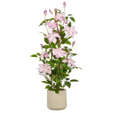 Clematis, 98cm, helllila, im beigen Kunststofftopf 18x18x18cm