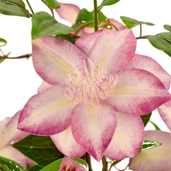 Clematis, 130cm, helllila, im beigen Kunststofftopf 22x22x21,5cm