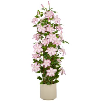 Clematis, 130cm, helllila, im beigen Kunststofftopf 22x22x21,5cm