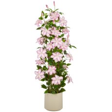 Clematis, 130cm, helllila, im beigen Kunststofftopf 22x22x21,5cm