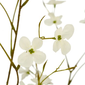 Cornus, 90cm, weiß, im beigen Kunststofftopf 18x18x16cm