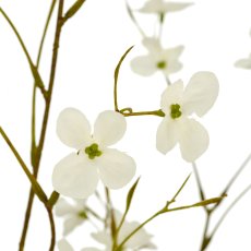 Cornus, 90cm, weiß, im beigen Kunststofftopf 18x18x16cm