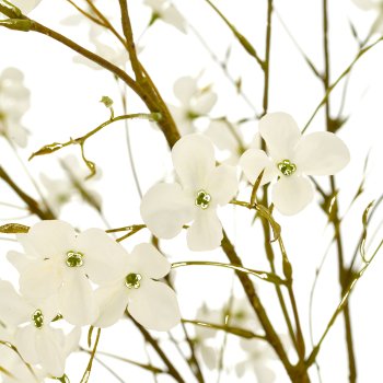 Cornus, 146cm, weiß, in beige plastic pot 22x22x21.5cm