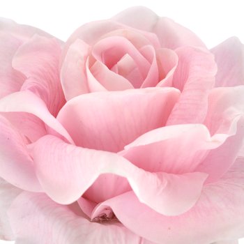 Rose x1, 69cm, pale pink, Real Touch