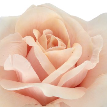 Rose x1, 69cm, apricot, Real Touch