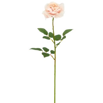 Rose x1, 69cm, apricot, Real Touch