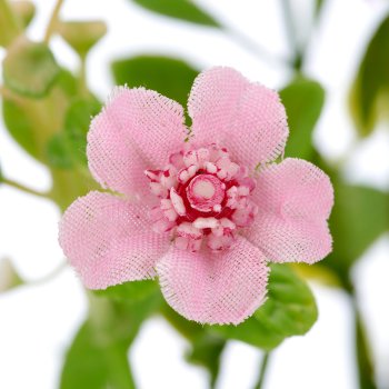 Phytolacca x5, 72cm, rosa