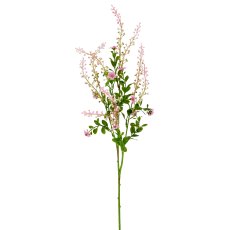 Phytolacca x5, 72cm, rosa