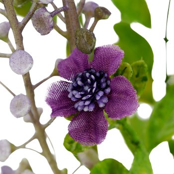 Phytolacca x5, 72cm, lila