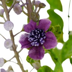 Phytolacca x5, 72cm, lila