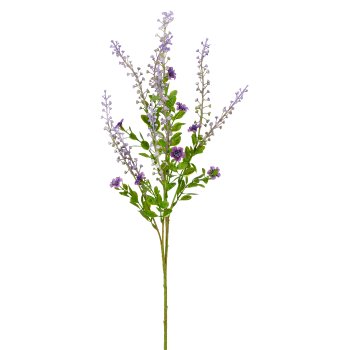 Phytolacca x5, 72cm, lila