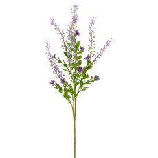 Phytolacca x5, 72cm, lila