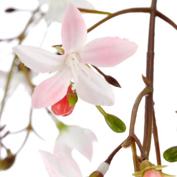 Clerodendrumhängezweig, 118cm, rosa
