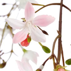 Clerodendrumhängezweig, 118cm, rosa